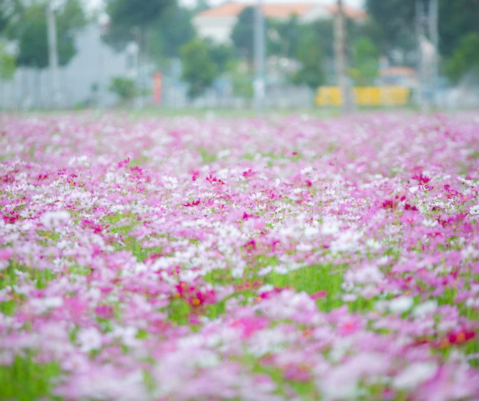 อื่นๆ - รับปรึกษาด้านการเกษตร ทำฟาร์ม ทำสวน หรือทำไร่ ตั้งแต่สถานที่ปลูก วางแผนผลิต จนกระทั่งการเก็บเกี่ยว - 3