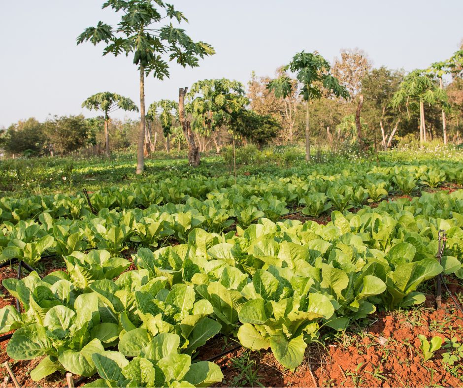 อื่นๆ - รับปรึกษาด้านการเกษตร ทำฟาร์ม ทำสวน หรือทำไร่ ตั้งแต่สถานที่ปลูก วางแผนผลิต จนกระทั่งการเก็บเกี่ยว - 5