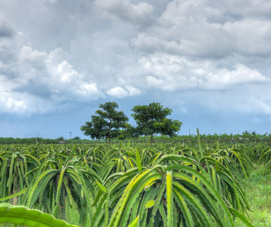 อื่นๆ - รับปรึกษาด้านการเกษตร ทำฟาร์ม ทำสวน หรือทำไร่ ตั้งแต่สถานที่ปลูก วางแผนผลิต จนกระทั่งการเก็บเกี่ยว - 6