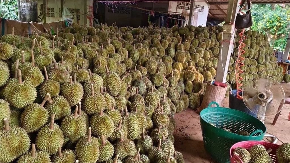 หมอนทองจันทบุรี ตัดแก่จัด