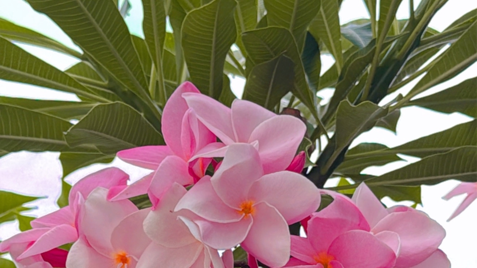 ให้คำปรึกษาเรื่องความรัก อกหัก รักคุด ปัญหาครอบครัว