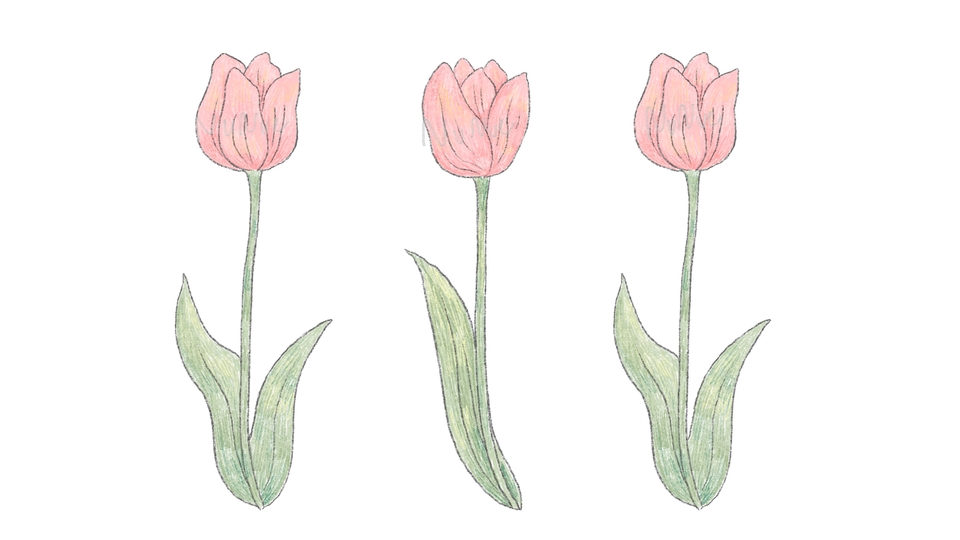 ภาพประกอบดอกไม้ flower