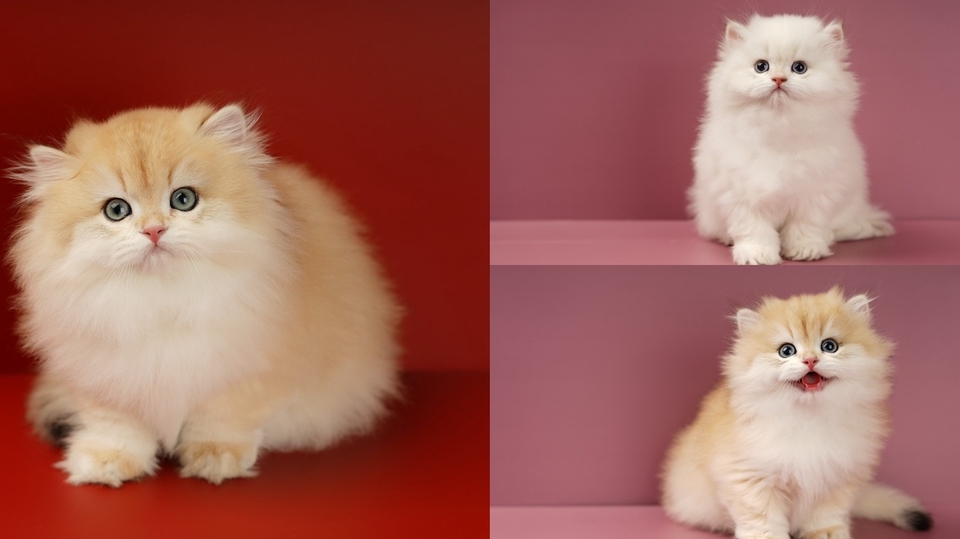 ตากล้อง รับถ่ายภาพสัตว์เลี้ยง, แมวเปอร์เซียขนฟูสีทองน่ารัก, ภาพถ่ายสัตว์เลี้ยง, ช่างภาพถ่ายรูปแมว, บริการถ่ายภาพแมวสวยๆ, รับถ่ายรูปสัตว์เลี้ยง, ถ่ายภาพน้องแมว, ช่างภาพมืออาชีพ, ตากล้องกรุงเทพ, หาตากล้อง, ถ่ายภาพน่ารัก.