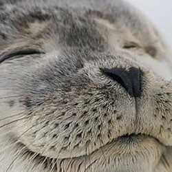 มะเขือม่วงต้องสาป