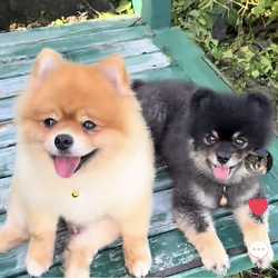 Pet therapy by The Gang Luffy