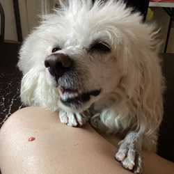 ม๋าแมวว์food