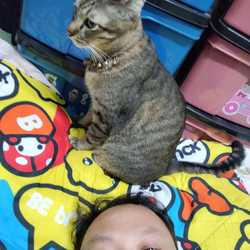 meow