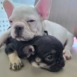 frank_first