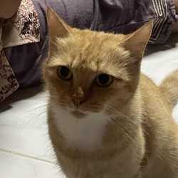 T วิศรุต