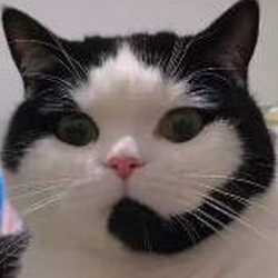 Cat Quality Consult_CQC