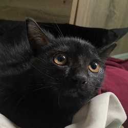 thanaphorn thippayaars