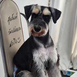 milo_theschnauzer