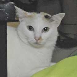 กาญจนา พูลพืชชล