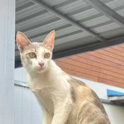 aphinyaa