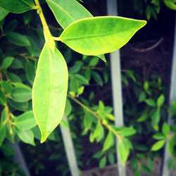 นะมะเมตังฯ