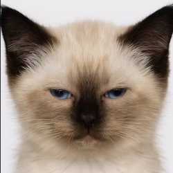 Do everything for money