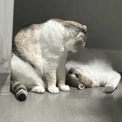 Meowcode
