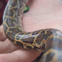 Sanitsuda Tasanarenu