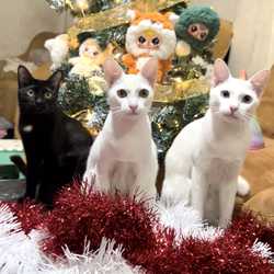 แมวมะพร้าวนมสด