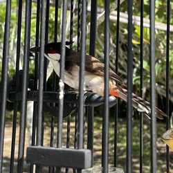 ทำบุญปล่อยนกกรงหัวจุก