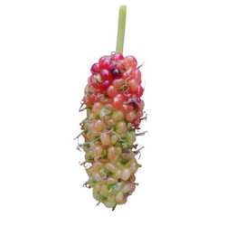 Mulberry