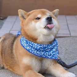 RankUp.Golden spatula