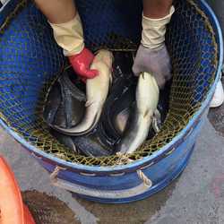 ศศิประภา