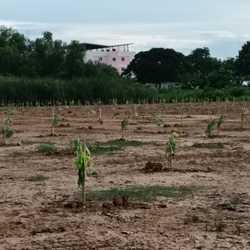 รับปลูกต้นไม้ดูแลสวน