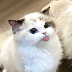 ammevv