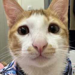 รับวิ่งแก้บน by พลอย