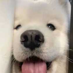 chowei
